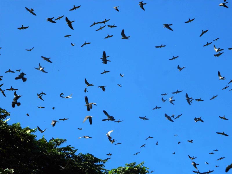 amur falcons